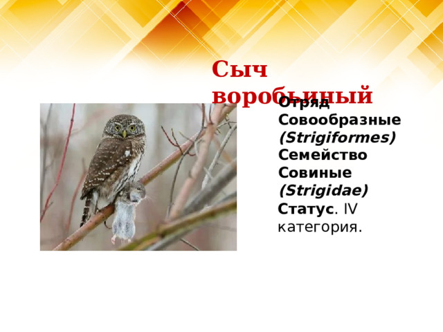 Сыч воробьиный Отряд Совообразные (Strigiformes)  Семейство Совиные (Strigidae)   Статус . IV категория.   