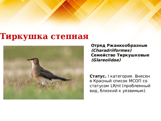 Тиркушка степная Отряд Ржанкообразные (Charadriiformes)  Семейство Тиркушковые (Glareolidae)   Статус. I категория. Внесен в Красный список МСОП со статусом LR/nt (проблемный вид, близкий к уязвимым).   