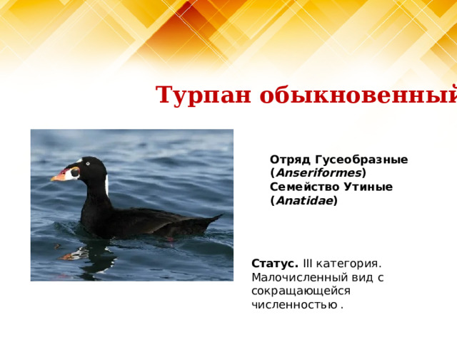 Турпан обыкновенный Отряд Гусеобразные ( Anseriformes )  Семейство Утиные ( Anatidae )   Статус. III категория. Малочисленный вид с сокращающейся численностью .   