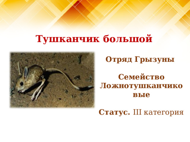 Тушканчик большой Отряд Грызуны  Семейство Ложнотушканчиковые  Статус. III категория   