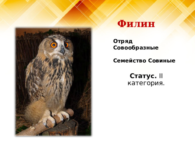 Филин Отряд Совообразные   Семейство Совиные Статус. II категория. 