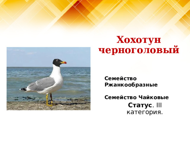 Хохотун черноголовый Семейство Ржанкообразные   Семейство Чайковые Статус . III категория. 