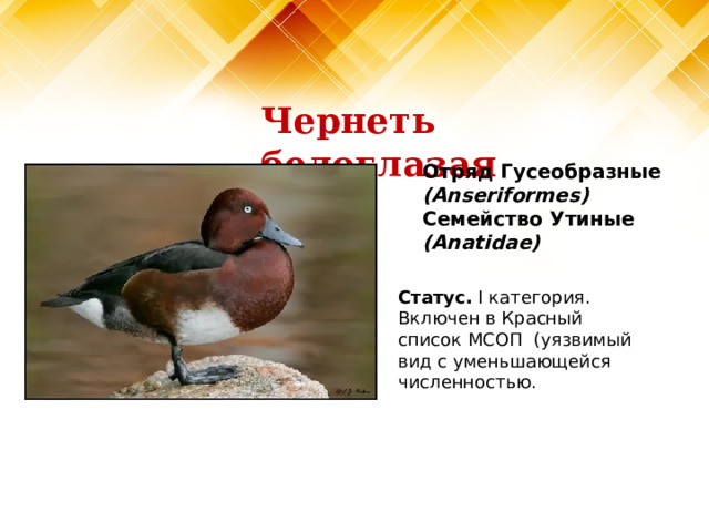Чернеть белоглазая Отряд Гусеобразные (Anseriformes)  Семейство Утиные (Anatidae)   Статус. I категория. Включен в Красный список МСОП (уязвимый вид с уменьшающейся численностью. 