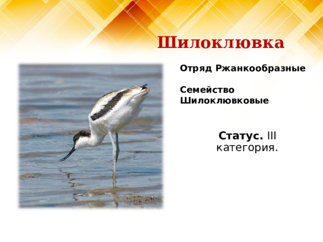 Шилоклювка Отряд Ржанкообразные   Семейство Шилоклювковые Статус. III категория. 