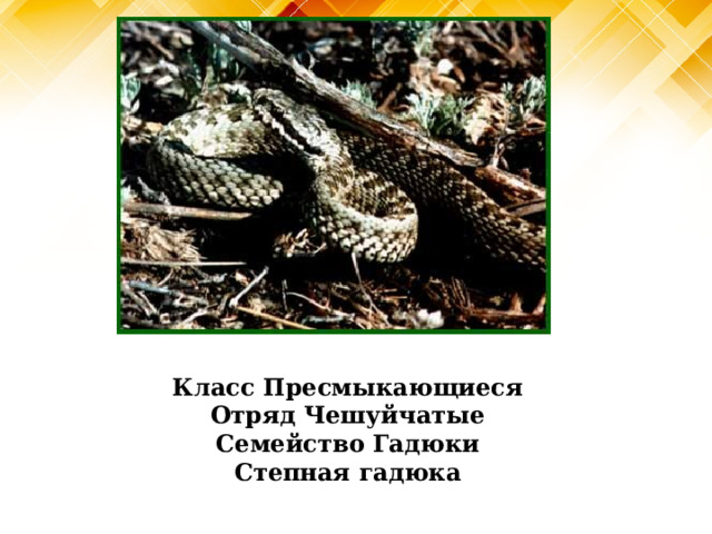 Класс Пресмыкающиеся Отряд Чешуйчатые Семейство Гадюки Степная гадюка 