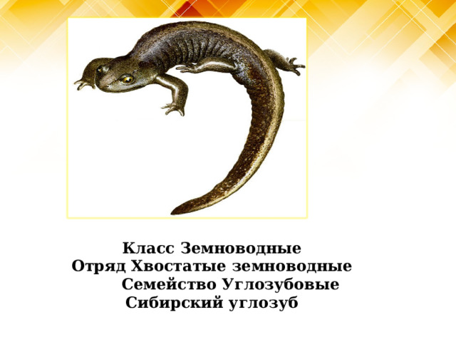 Класс Земноводные Отряд Хвостатые земноводные  Семейство Углозубовые Сибирский углозуб 