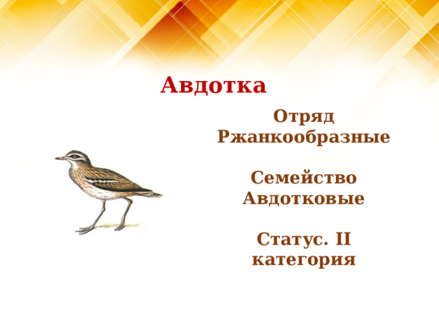  Авдотка Отряд Ржанкообразные  Семейство Авдотковые  Статус. II категория 