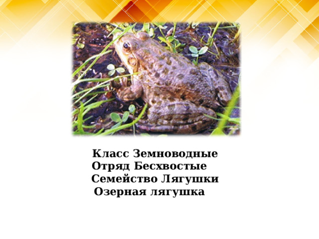  Класс Земноводные Отряд Бесхвостые  Семейство Лягушки Озерная лягушка 