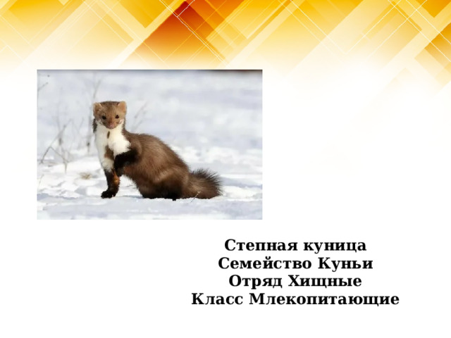 Степная куница Семейство Куньи Отряд Хищные Класс Млекопитающие 
