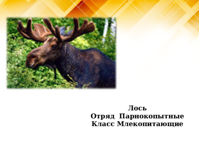 Лось Отряд Парнокопытные Класс Млекопитающие 