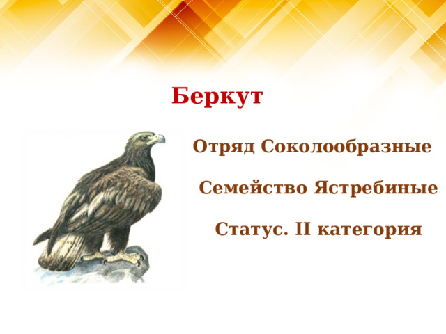 Беркут Отряд Соколообразные  Семейство Ястребиные  Статус. II категория  