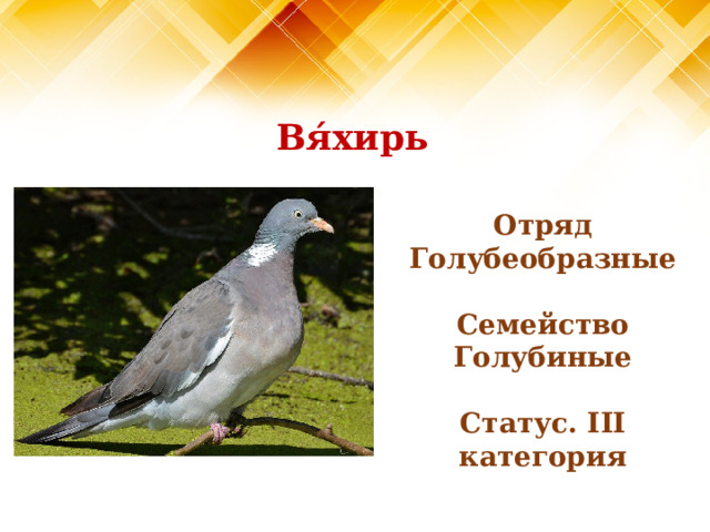Вя́хирь Отряд Голубеобразные  Семейство Голубиные  Статус. III категория 