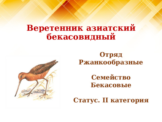 Веретенник азиатский бекасовидный Отряд Ржанкообразные  Семейство Бекасовые  Статус. II категория  