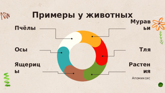 Примеры у животных Муравьи Пчёлы Осы Тля Ящерицы Растения Апомиксис 