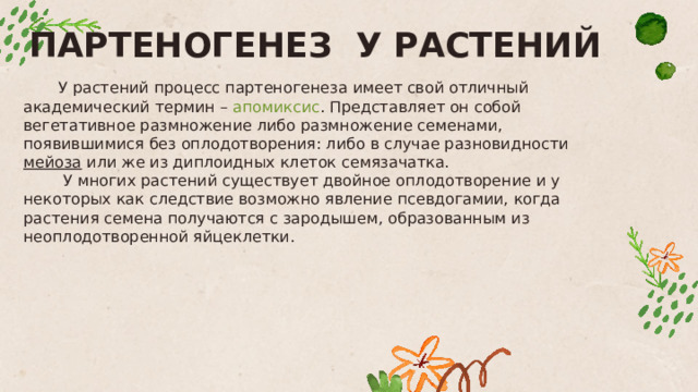 ПАРТЕНОГЕНЕЗ У РАСТЕНИЙ  У растений процесс партеногенеза имеет свой отличный академический термин – апомиксис . Представляет он собой вегетативное размножение либо размножение семенами, появившимися без оплодотворения: либо в случае разновидности  мейоза  или же из диплоидных клеток семязачатка.   У многих растений существует двойное оплодотворение и у некоторых как следствие возможно явление псевдогамии, когда растения семена получаются с зародышем, образованным из неоплодотворенной яйцеклетки. 