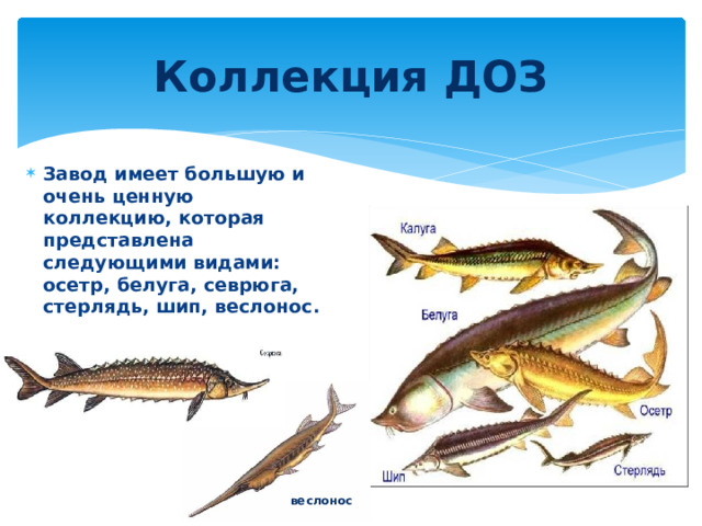Коллекция ДОЗ Завод имеет большую и очень ценную коллекцию, которая представлена следующими видами: осетр, белуга, севрюга, стерлядь, шип, веслонос. веслонос 