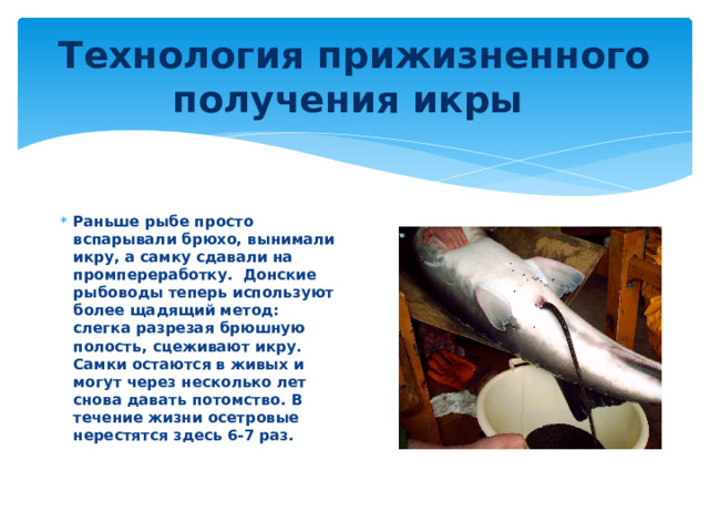 Технология прижизненного получения икры Раньше рыбе просто вспарывали брюхо, вынимали икру, а самку сдавали на промпереработку. Донские рыбоводы теперь используют более щадящий метод: слегка разрезая брюшную полость, сцеживают икру. Самки остаются в живых и могут через несколько лет снова давать потомство. В течение жизни осетровые нерестятся здесь 6-7 раз.  