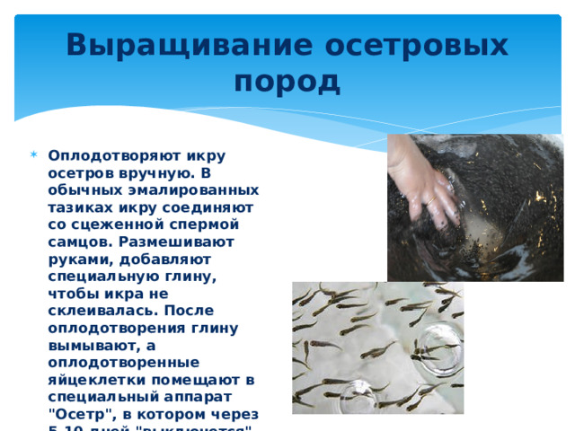 Выращивание осетровых пород Оплодотворяют икру осетров вручную. В обычных эмалированных тазиках икру соединяют со сцеженной спермой самцов. Размешивают руками, добавляют специальную глину, чтобы икра не склеивалась. После оплодотворения глину вымывают, а оплодотворенные яйцеклетки помещают в специальный аппарат 