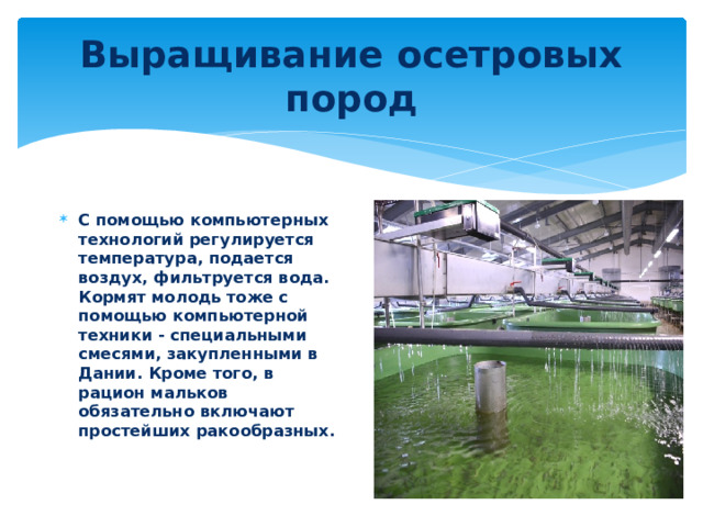 Выращивание осетровых пород С помощью компьютерных технологий регулируется температура, подается воздух, фильтруется вода. Кормят молодь тоже с помощью компьютерной техники - специальными смесями, закупленными в Дании. Кроме того, в рацион мальков обязательно включают простейших ракообразных. 