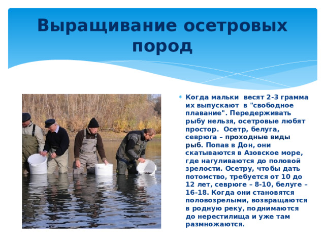 Выращивание осетровых пород Когда мальки весят 2-3 грамма их выпускают в 