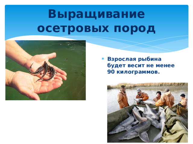 Выращивание осетровых пород Взрослая рыбина будет весит не менее 90 килограммов. 
