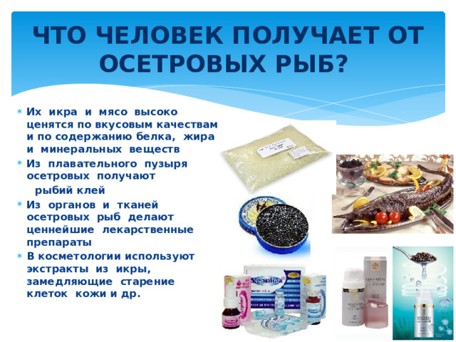 ЧТО ЧЕЛОВЕК ПОЛУЧАЕТ ОТ ОСЕТРОВЫХ РЫБ? Их икра и мясо высоко ценятся по вкусовым качествам и по содержанию белка, жира и минеральных веществ Из плавательного пузыря осетровых получают  рыбий клей Из органов и тканей осетровых рыб делают ценнейшие лекарственные препараты В косметологии используют экстракты из икры, замедляющие старение клеток кожи и др. 