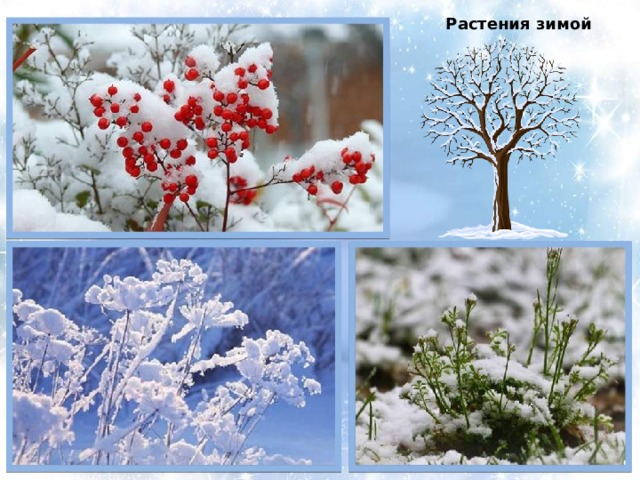 Растения зимой 