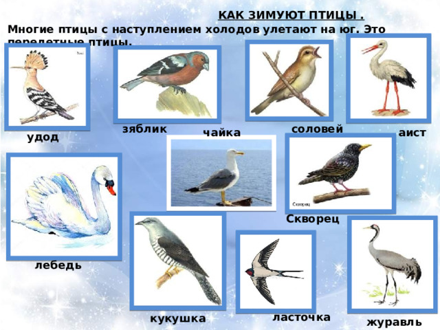  КАК ЗИМУЮТ ПТИЦЫ .  Многие птицы с наступлением холодов улетают на юг. Это перелетные птицы. зяблик соловей чайка аист удод Скворец лебедь ласточка кукушка журавль 