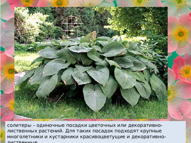 солитеры – одиночные посадки цветочных или декоративно-лиственных растений. Для таких посадок подходят крупные многолетники и кустарники красивоцветущие и декоративно-лиственные. 