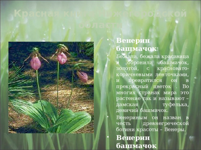 Красная книга Нижегородской области Венерин башмачок ! Бежала, бежала красавица и обронила башмачок, золотой, с красновато-коричневыми ленточками, и превратился он в прекрасный цветок . Во многих странах мира это растение так и называют – дамская туфелька, девичий башмачок. Венериным он назван в честь древнегреческой богини красоты – Венеры. Венерин башмачок  встречается в лесах. Цветки его по форме напоминает башмачки. Зацветает это растение лишь на 15 или 17 году жизни! 