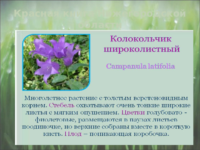 Красная книга Нижегородской области Колокольчики мои, цветики степные, Что глядите на меня, темно-голубые? И о чем звените вы в день весенний мая, Средь некошеной травы головой качая? 