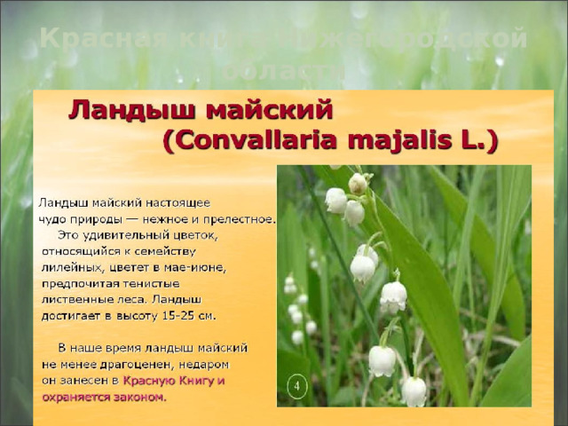 Красная книга Нижегородской области Ландыш майский Родился ландыш в майский день, И лес его хранит, Мне кажется: его задень, И он тихонько зазвенит . 