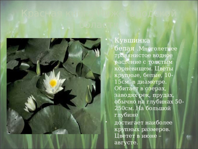 Красная книга Нижегородской области Кувшинка белая .Многолетнее травянистое водное растение с толстым корневищем. Цветы крупные, белые, 10-15см. в диаметре. Обитает в озерах, заводях рек, прудах, обычно на глубинах 50-250см. На большой глубине достигает наиболее крупных размеров. Цветет в июне – августе. 
