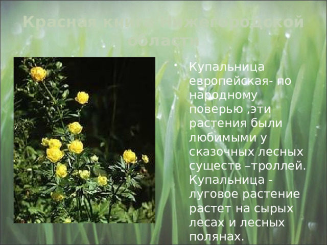 Красная книга Нижегородской области Купальница европейская- по народному поверью ,эти растения были любимыми у сказочных лесных существ –троллей. Купальница - луговое растение растет на сырых лесах и лесных полянах. 