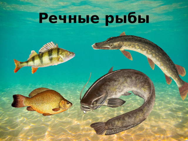Речные рыбы 
