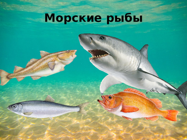 Морские рыбы 