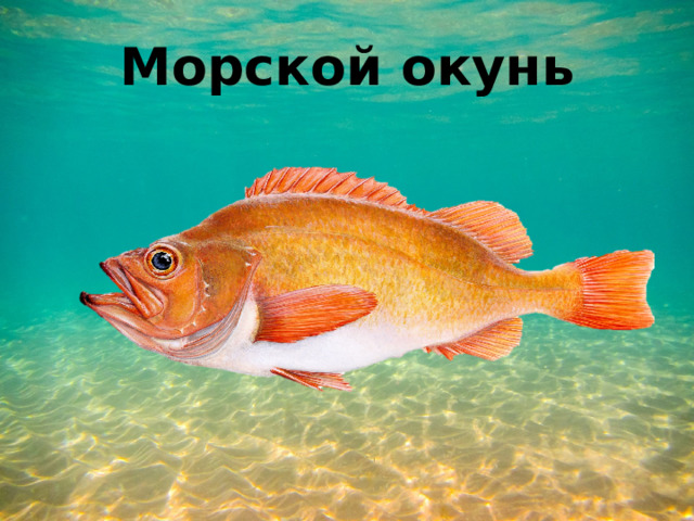 Морской окунь 