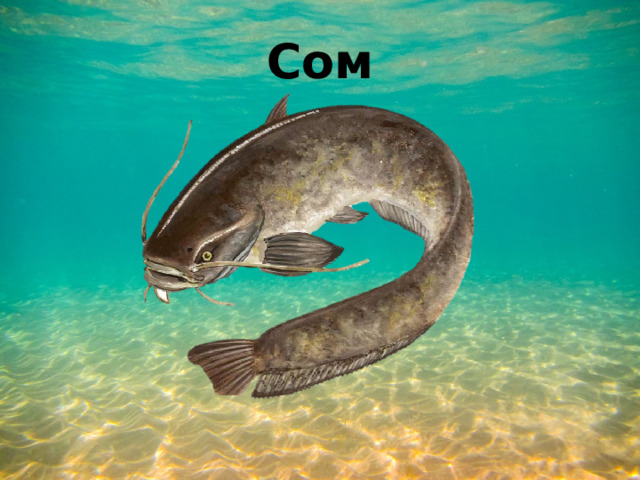 Сом 