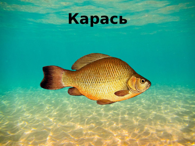 Карась 