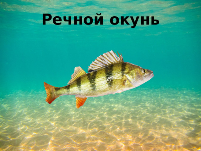 Речной окунь 
