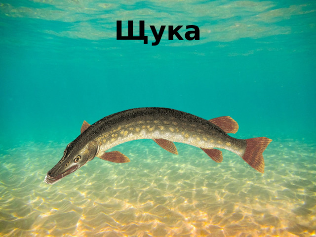 Щука 