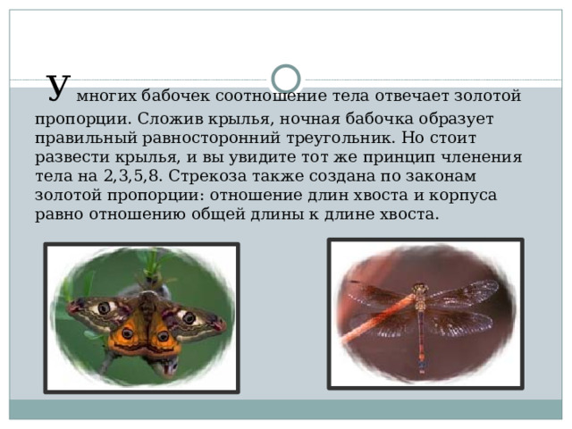  У многих бабочек соотношение тела отвечает золотой пропорции. Сложив крылья, ночная бабочка образует правильный равносторонний треугольник. Но стоит развести крылья, и вы увидите тот же принцип членения тела на 2,3,5,8. Стрекоза также создана по законам золотой пропорции: отношение длин хвоста и корпуса равно отношению общей длины к длине хвоста. 
