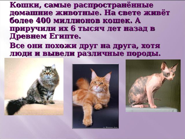 Кошки, самые распространённые домашние животные. На свете живёт более 400 миллионов кошек. А приручили их 6 тысяч лет назад в Древнем Египте. Все они похожи друг на друга, хотя люди и вывели различные породы. 