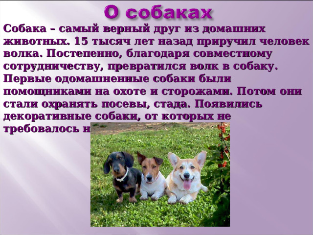 Собака – самый верный друг из домашних животных. 15 тысяч лет назад приручил человек волка. Постепенно, благодаря совместному сотрудничеству, превратился волк в собаку. Первые одомашненные собаки были помощниками на охоте и сторожами. Потом они стали охранять посевы, стада. Появились декоративные собаки, от которых не требовалось никакой службы. 