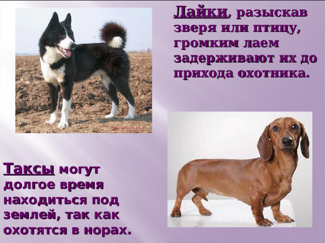 Лайки , разыскав зверя или птицу, громким лаем задерживают их до прихода охотника.  Таксы могут долгое время находиться под землей, так как охотятся в норах. 