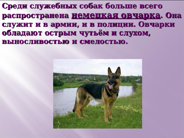 Среди служебных собак больше всего распространена немецкая овчарка . Она служит и в армии, и в полиции. Овчарки обладают острым чутьём и слухом, выносливостью и смелостью.  
