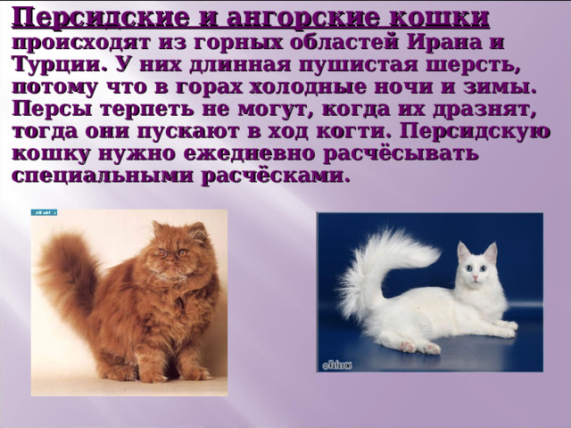 Персидские и ангорские кошки происходят из горных областей Ирана и Турции. У них длинная пушистая шерсть, потому что в горах холодные ночи и зимы.  Персы терпеть не могут, когда их дразнят, тогда они пускают в ход когти. Персидскую кошку нужно ежедневно расчёсывать специальными расчёсками. 