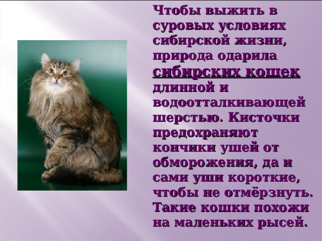 Чтобы выжить в суровых условиях сибирской жизни, природа одарила сибирских кошек длинной и водоотталкивающей шерстью. Кисточки предохраняют кончики ушей от обморожения, да и сами уши короткие, чтобы не отмёрзнуть. Такие кошки похожи на маленьких рысей. 