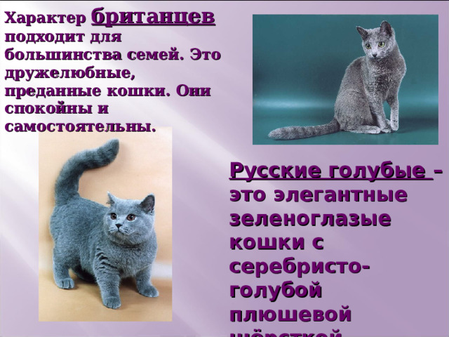 Характер британцев подходит для большинства семей. Это дружелюбные, преданные кошки. Они спокойны и самостоятельны. Характер британцев подходит для большинства семей. Это дружелюбные, преданные кошки. Они спокойны и самостоятельны. Русские голубые – это элегантные зеленоглазые кошки с серебристо-голубой плюшевой шёрсткой. 