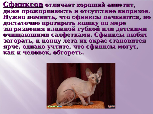 Сфинксов отличает хороший аппетит, даже прожорливость и отсутствие капризов.  Нужно помнить, что сфинксы пачкаются, но достаточно протирать кошку по мере загрязнения влажной губкой или детскими очищающими салфетками.  Сфинксы любят загорать, к концу лета их окрас становится ярче, однако учтите, что сфинксы могут, как и человек, обгореть. 